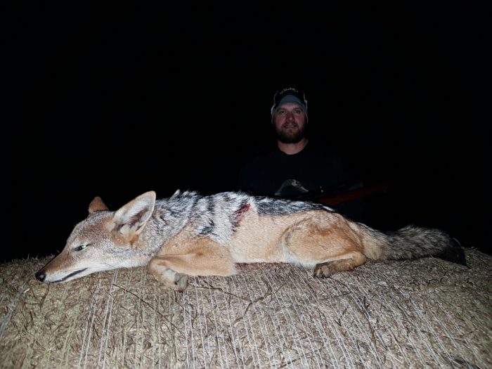 Umdende Hunting Safaris Jackal
