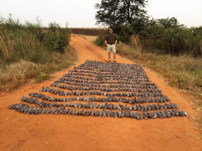 Umdende Hunting Safaris High Volume Doves / Pigeons