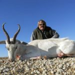 Umdende Hunting Safaris White Springbuck