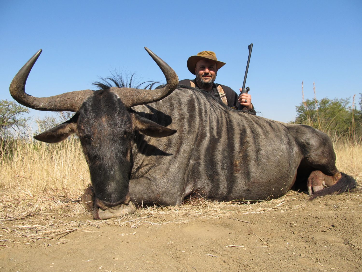 Umdende Hunting Safaris Blue Wildebeest